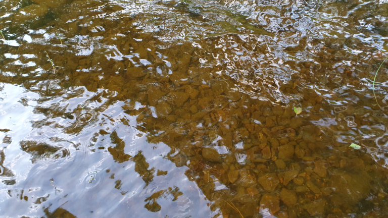 Havainto-Pihlajavesi Uitonniemi Supikko -ObsIMG-202307172029-64b57b5ea48c1.png