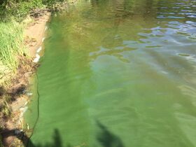 Kallavesi (yhd.)-Vaajasalo, eteläranta-ObsIMG-201906261713-27.jpg