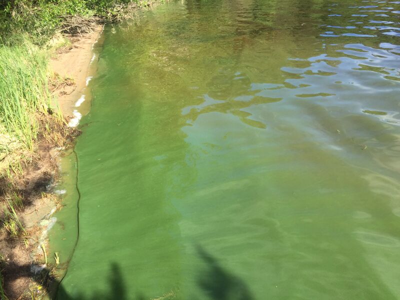 Tiedosto:Kallavesi (yhd.)-Vaajasalo, eteläranta-ObsIMG-201906261713-27.jpg