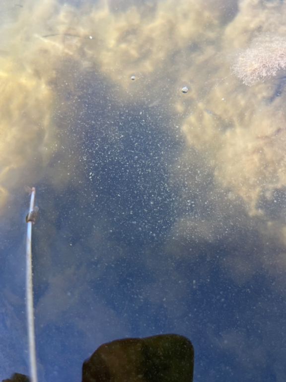 Luvian sisäsaaristo-Kaasanpala-ObsALG-202307121214-64ae702f62fa1.png