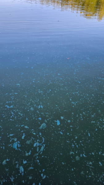 Tiedosto:Mörtträsket (81.073.1.011)-Luoteiskolkka-ObsIMG-202409061617-66db0198a8132.png