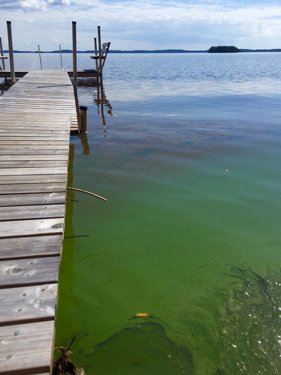 Saimaa (04.112.1.001)-Lietvesi-ObsIMG-201807121250-50.jpeg