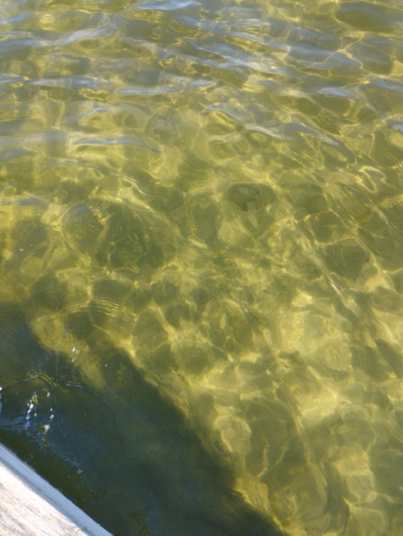 Tiedosto:Flatöfjärden-Ryssö sund, Tröttviken-ObsIMG-202206210909-62b178106cff3.png