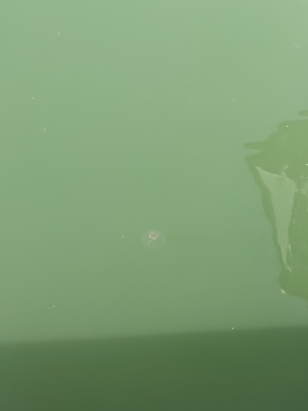 Tiedosto:Houtskarin pääsaarten vesialue-Havaintopaikka 3-ObsIMG-202208041620-62ee16459f22a.png