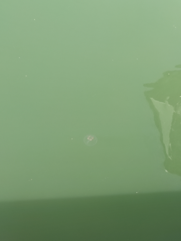 Houtskarin pääsaarten vesialue-Havaintopaikka 3-ObsIMG-202208041620-62ee16459f22a.png