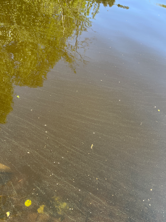 Iso-Kyynärä (35.242.1.002)-Havaintopaikka 1-ObsALG-202507161217-68776eb78e2b9.png