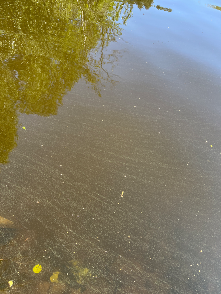 Iso-Kyynärä (35.242.1.002)-Havaintopaikka 1-ObsALG-202507161217-68776eb78e2b9.png