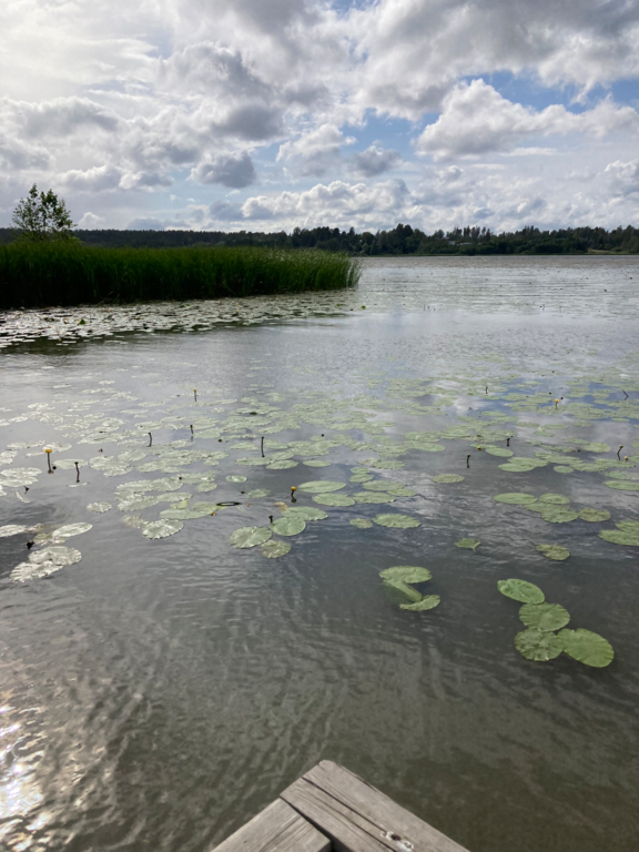 Tuusulanjärvi (21.082.1.001)-Rotarien sinileväseuranta (Kotuntien laituri)-ObsALG-202307041007-64a3c5ae63f89.png