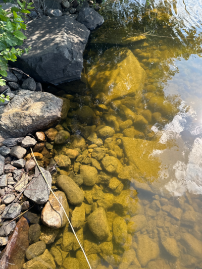 Ukonvesi (Saimaa) (04.151.1.001)-Koivukummunpolku-ObsALG-202307151108-64b25415da0c9.png