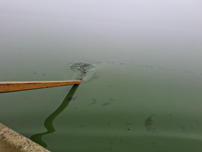 Enäjärvi (22.005.1.001)-Riilahti-ObsIMG-202508140834-1755668329210.png