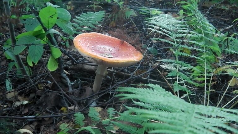 Karpassieni rannalla.jpg