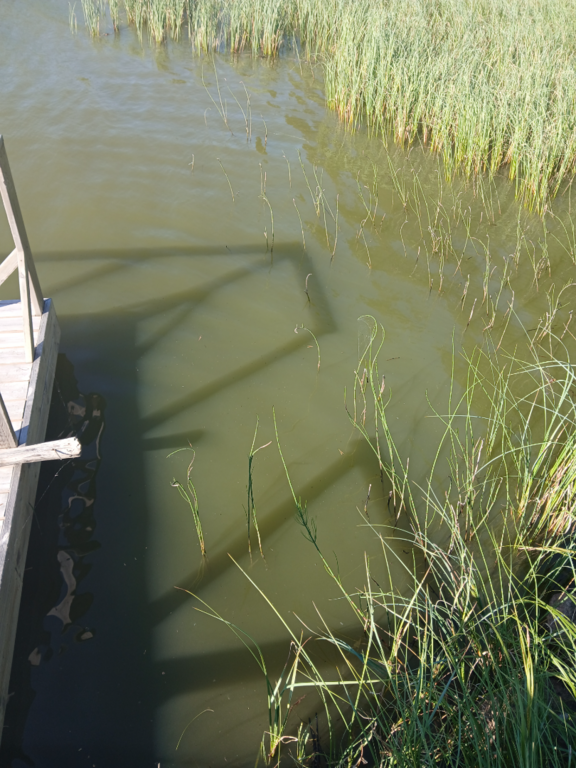 Konsajärvi (65.592.1.017)-Hevoskummun Upseeriparantola-ObsIMG-202507181710-1753781914806.png