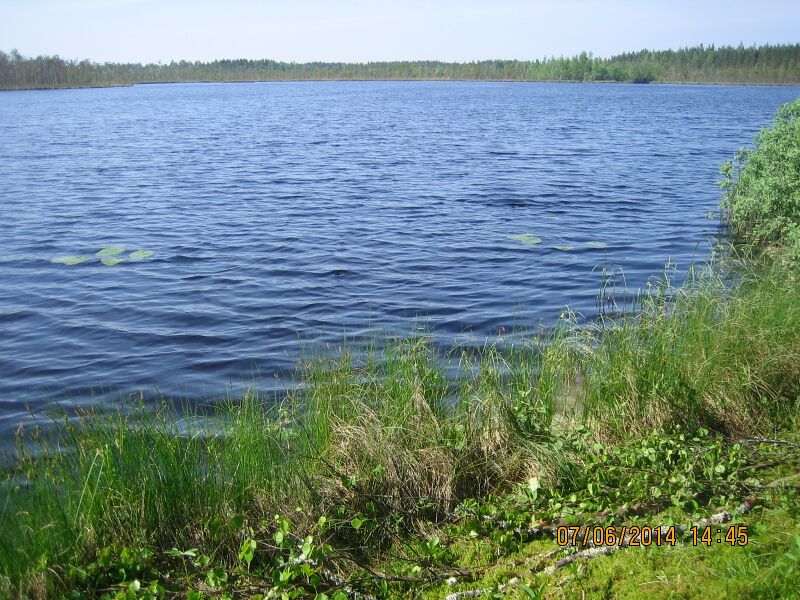 Tiedosto:Likalampi kaakko.JPG