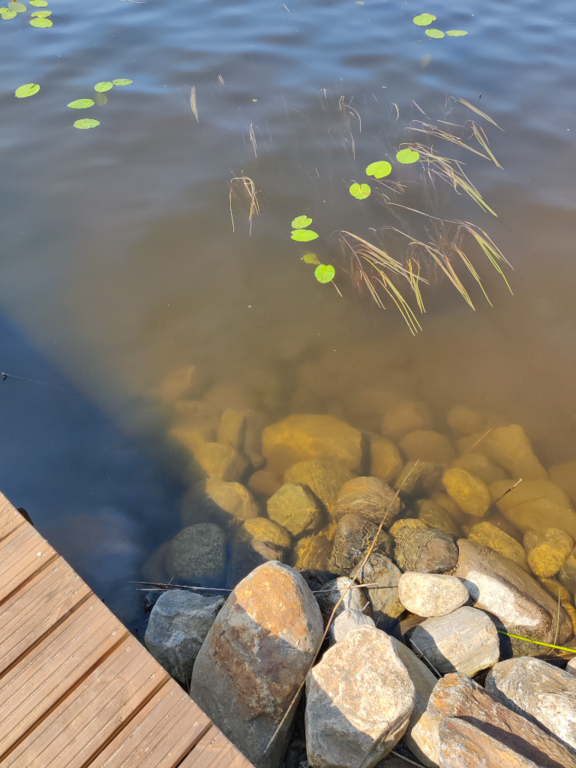 Päijänne (yhd.)-Valtakunnallinen sinileväseuranta (Majutvesi)-ObsIMG-202306211441-6492e2149497b.png