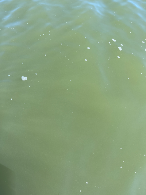 Rauman edusta-Valtakunnallinen sinileväseuranta (Syväraumanlahti)-ObsIMG-202508131058-1755072109127.png