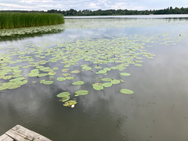 Tuusulanjärvi (21.082.1.001)-Rotarien sinileväseuranta (Kotuntien laituri)-ObsALG-202407171201-66978a383619b.png