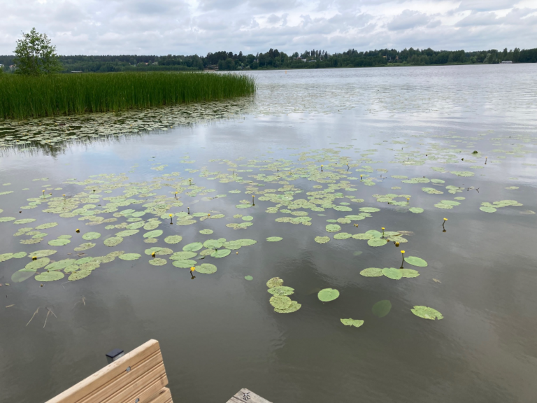 Tuusulanjärvi (21.082.1.001)-Rotarien sinileväseuranta (Kotuntien laituri)-ObsIMG-202406191035-667299709b8d8.png