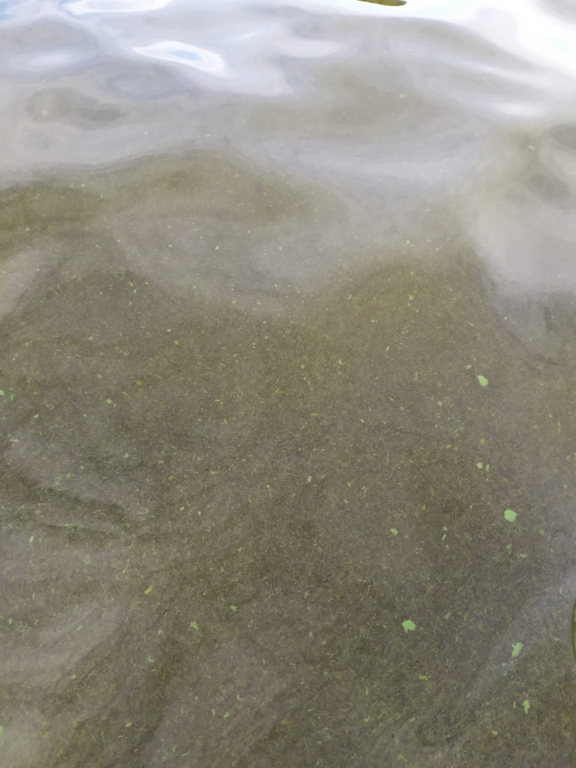 Aalisjärvi (67.954.1.001)-Havaintopaikka-ObsIMG-202109051258-6134950b52aa6.png