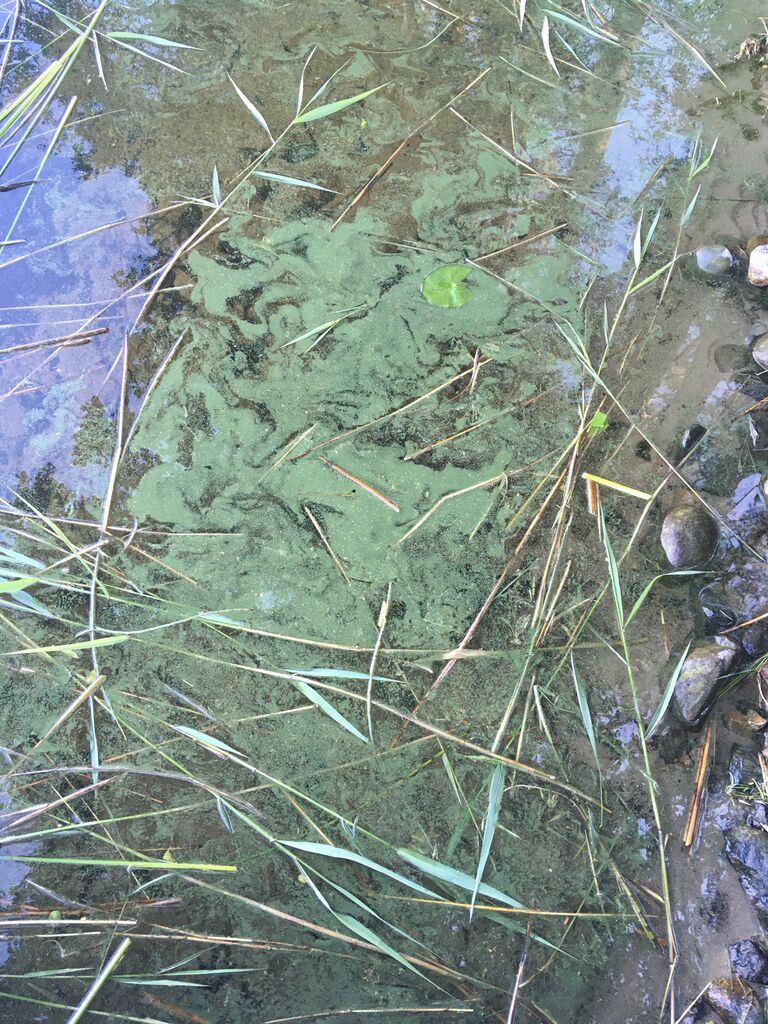 Eväjärvi (35.723.1.018)-Halli Torpparinkuja-ObsIMG-202006232200-39.jpeg