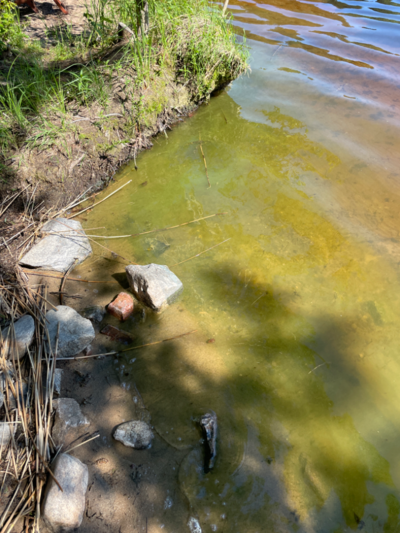 Kallavesi (yhd.)-Vaajasalo, eteläranta-ObsIMG-202207011541-62beec1f5dab6.png