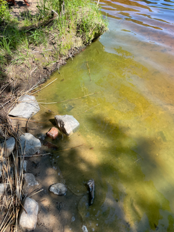 Kallavesi (yhd.)-Vaajasalo, eteläranta-ObsIMG-202207011541-62beec1f5dab6.png