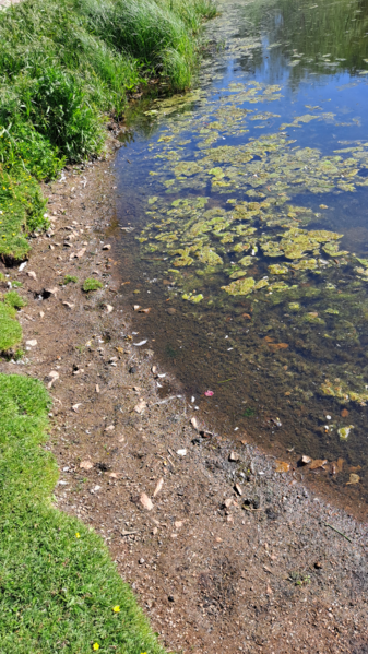 Tiedosto:Mätäojan valuma-alue (81.051)-Rotarien sinileväseuranta (Mätäjoen kalastuslaituri)-ObsALG-202306131022-648819a85cd57.png