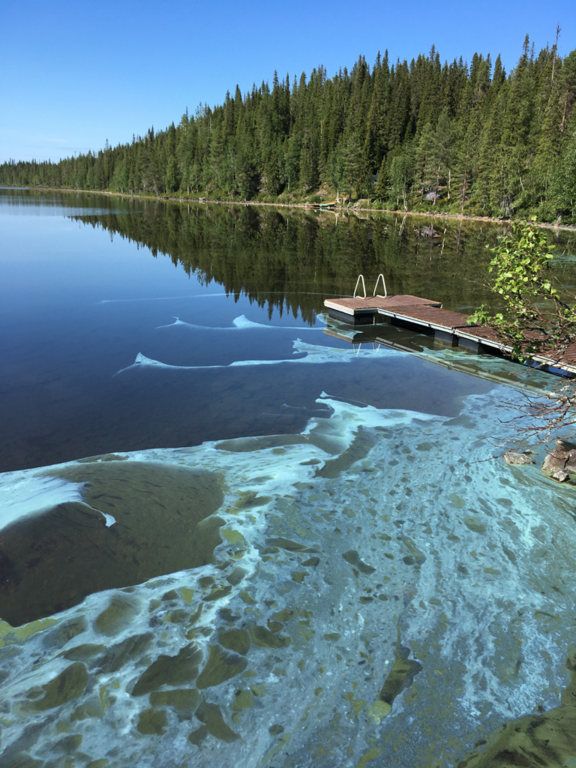 Porontima (73.049.1.011)-virkkula-ObsIMG-202107272021-6102e498c534b.png