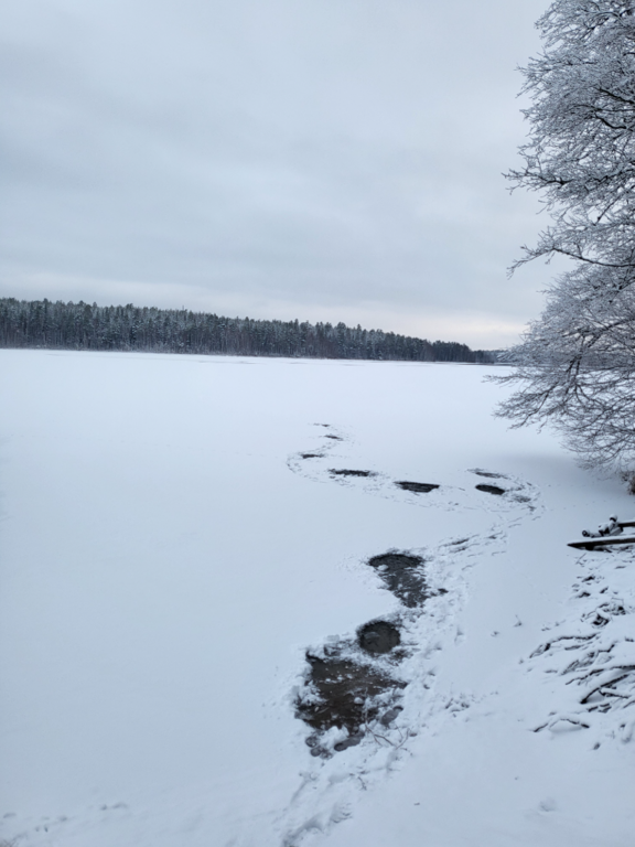 Sääksjärvi (23.097.1.002)-Havaintopaikka 1-ObsICE-202412081400-6755cb30478e0.png