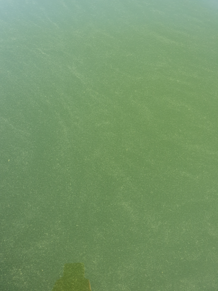 Tiedosto:Dragsfjärdin ja Västanfjärdin sisäsaaristo-Norra mågsholm-ObsALG-202307110750-64acdff93e649.png