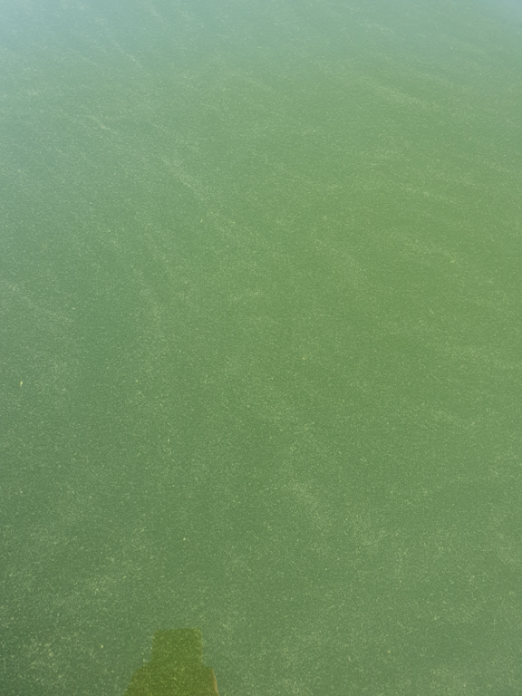 Dragsfjärdin ja Västanfjärdin sisäsaaristo-Norra mågsholm-ObsALG-202307110750-64acdff93e649.png