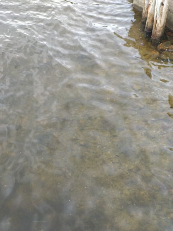 Dragsvik-Rotarien sinileväseuranta (Näseudden)-ObsALG-202007271655-46.jpg