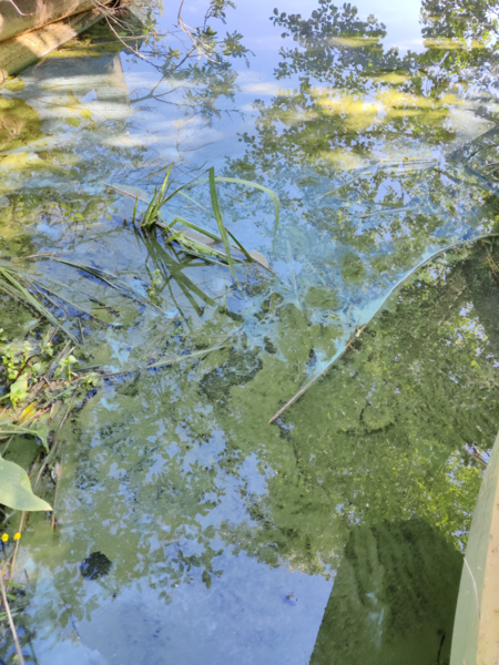 Tiedosto:Jääsjärvi (14.821.1.001)-Jääsjärvi Oravakivi-ObsALG-202206251855-62b731606faff.png