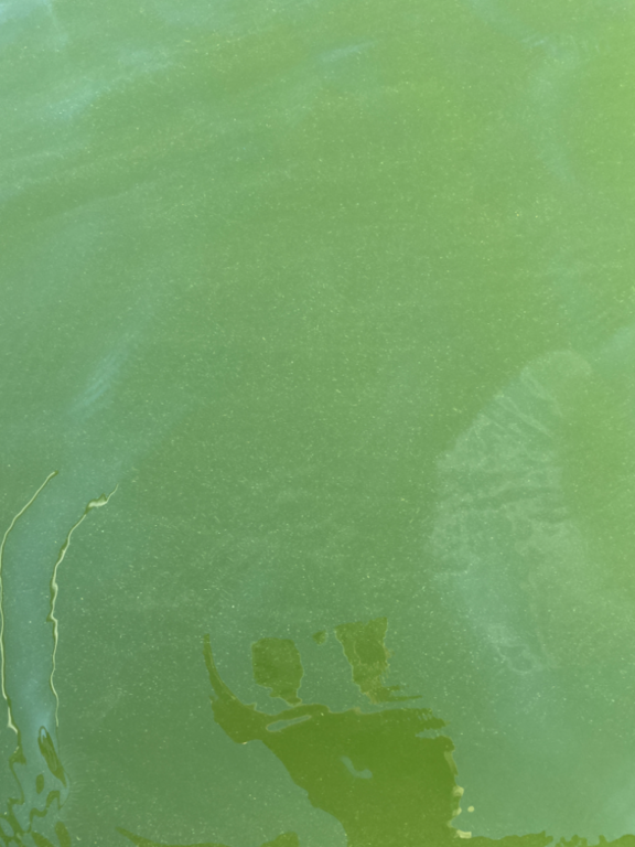 Liesluodon - Korsaaren edusta-Havaintopaikka 3-ObsIMG-202207301917-62e55a72b56ed.png