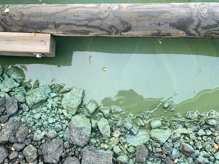 Replotfjärden-Valtakunnallinen sinileväseuranta (Lilla Tjärubådan)-ObsALG-202010021754-87.jpeg