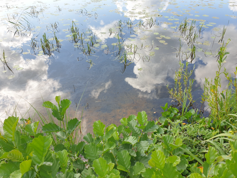 Urpolanlampi (04.152.1.001)-Uusi hulevesiputki-ObsIMG-202408081051-66b47a3aad80a.png