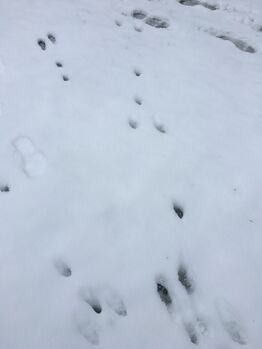 Välialue (81V049)-Oma piha, Thk 12-ObsMAMMAL-201802031056-21.jpeg