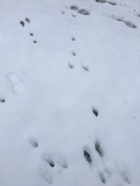 Tiedosto:Välialue (81V049)-Oma piha, Thk 12-ObsMAMMAL-201802031056-21.jpeg