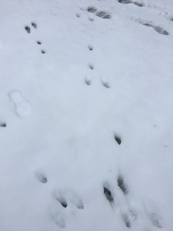 Välialue (81V049)-Oma piha, Thk 12-ObsMAMMAL-201802031056-21.jpeg