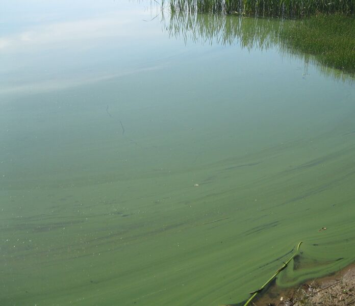 Tiedosto:Enäjärvi (22.005.1.001)-Enäranta-ObsALG-202007160818-96.jpg