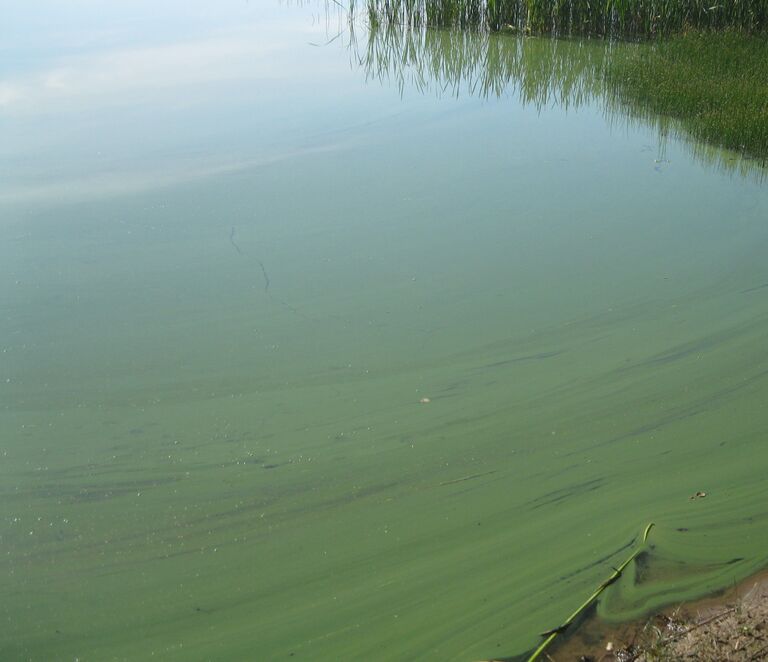 Enäjärvi (22.005.1.001)-Enäranta-ObsALG-202007160818-96.jpg