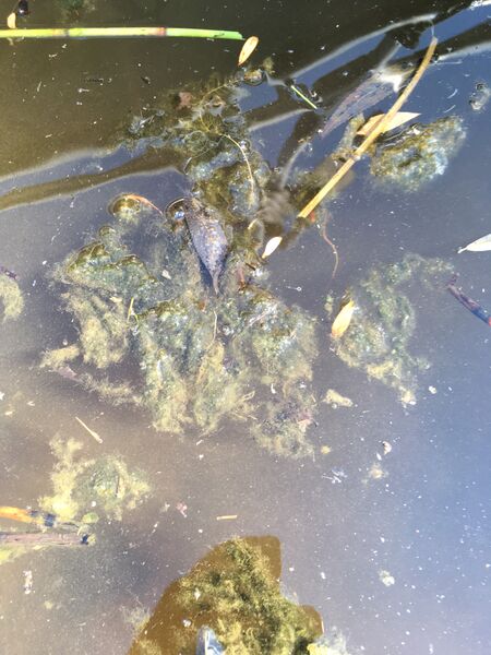 Tiedosto:Hankavesi - Lonkari (14.712.1.001)-Havaintopaikka 1-ObsIMG-201807161709-6.jpeg