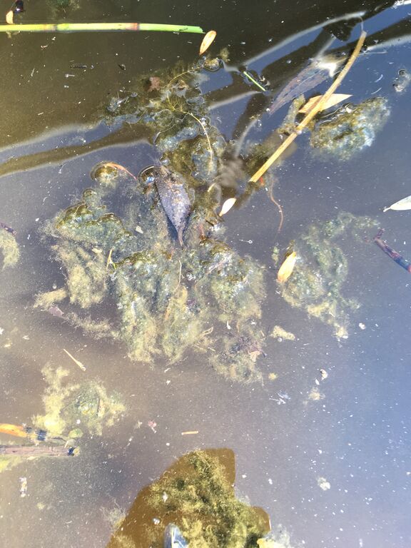 Hankavesi - Lonkari (14.712.1.001)-Havaintopaikka 1-ObsIMG-201807161709-6.jpeg