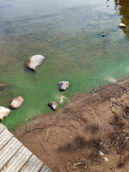 Tiedosto:Haukiveden lähialue (04.211)-Havaintopaikka 1-ObsALG-202506281207-685fb1b3301dc.png