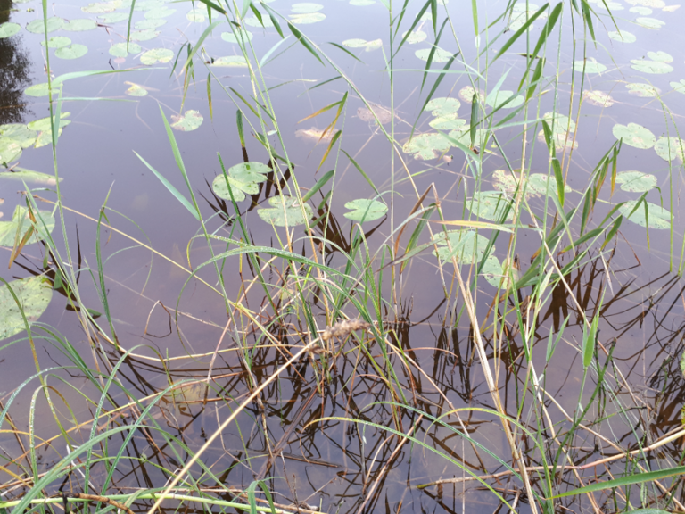 Kallavesi (yhd.)-Rotarien sinileväseuranta (Puutossalmi)-ObsALG-202208231009-6306692c08463.png