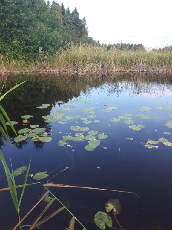 Kallavesi (yhd.)-Rotarien sinileväseuranta (Puutossalmi)-ObsALG-202209131012-63203c515dcc1.png