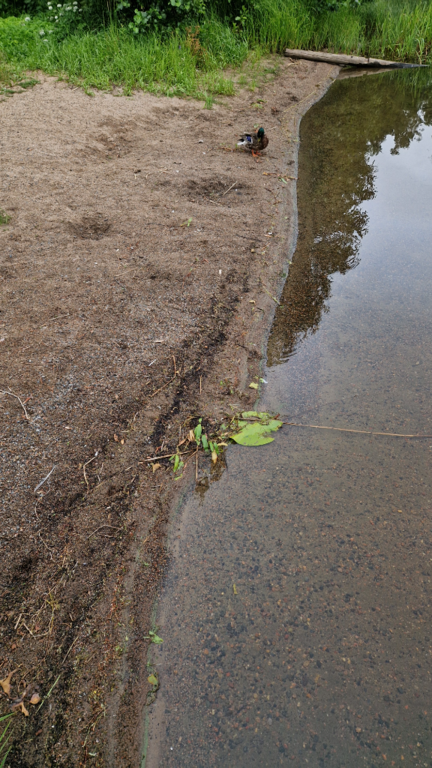 Katumajärvi (35.236.1.001)-Mäskälän ranta-ObsALG-202407050830-6687969fc0fbb.png