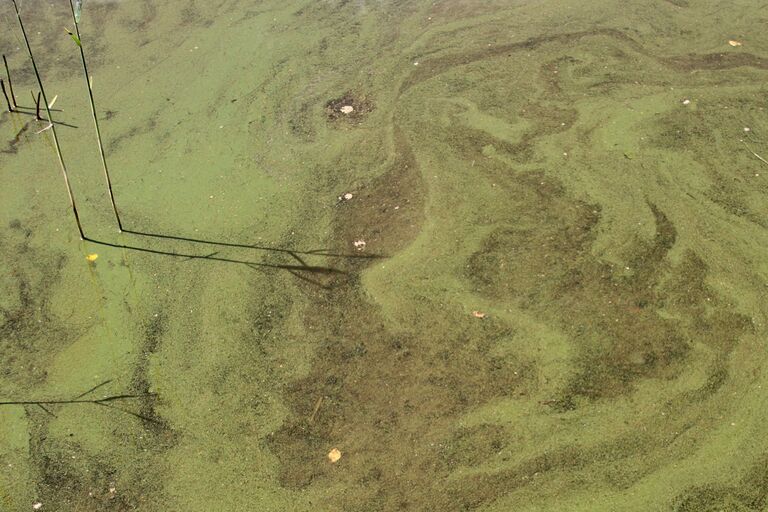 Levää 17.7.2014 2.jpg