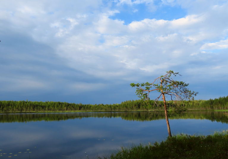 Lokkilampi (04.488.1.007)-Havaintopaikka 1-ObsIMG-202207151745-62d17de1ba387.png