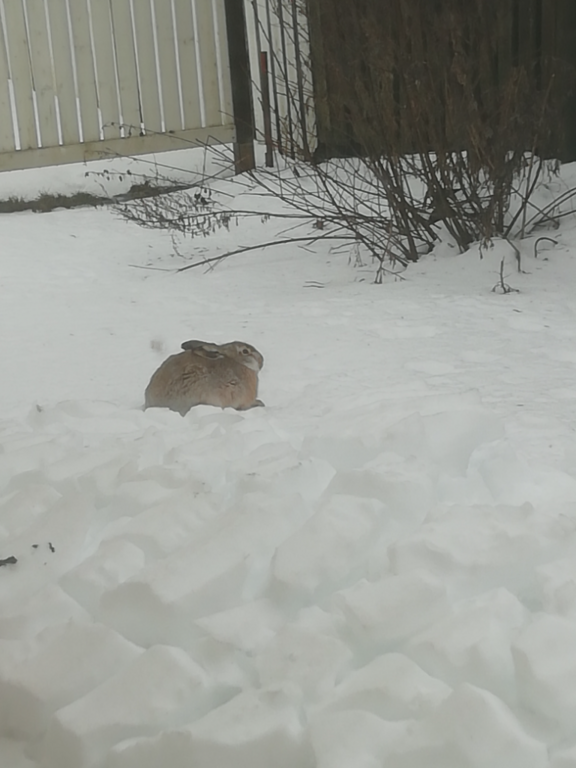 Seinäjoen suuosan - Kyrkösjärven alue (42.071)-Rakuunakatu-ObsMAMMAL-202412291326-67713612718b9.png