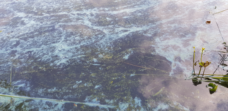 Tiedosto:Pälkänevesi (yhd.)-Pälkänevesi, Luikalan kylä, Kuurunlahti-ObsIMG-202106261150-60d6eba7f2b6d.png